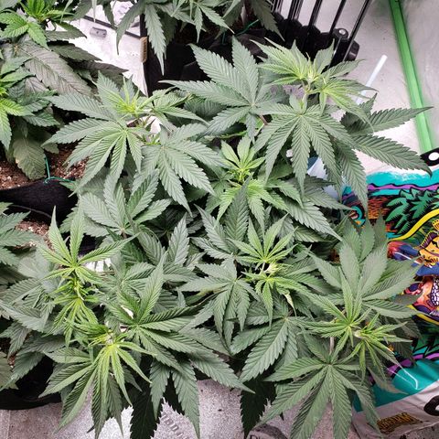 Amnesia Lemon Kush growlog timeline photo