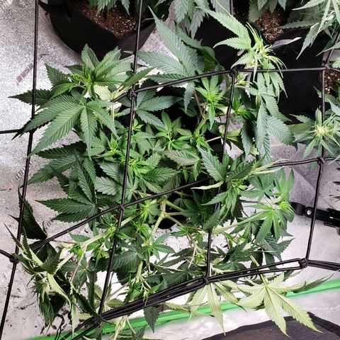 Amnesia Lemon Kush growlog photo: SCROG