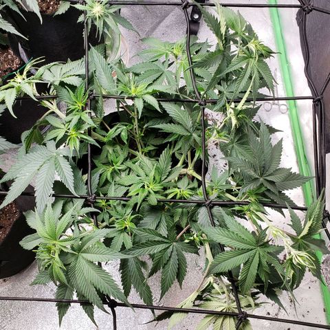 Amnesia Lemon Kush growlog timeline photo