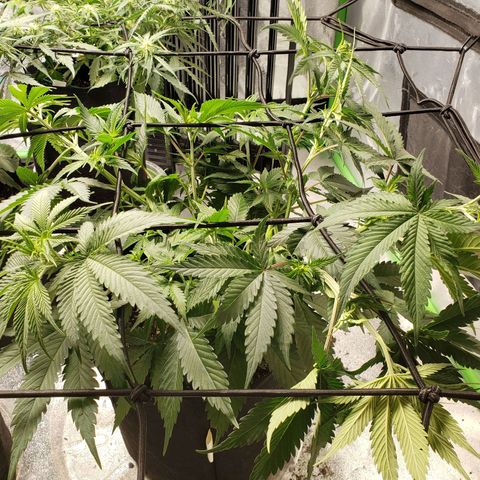 Amnesia Lemon Kush growlog timeline photo