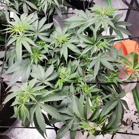 Amnesia Lemon Kush growlog timeline photo