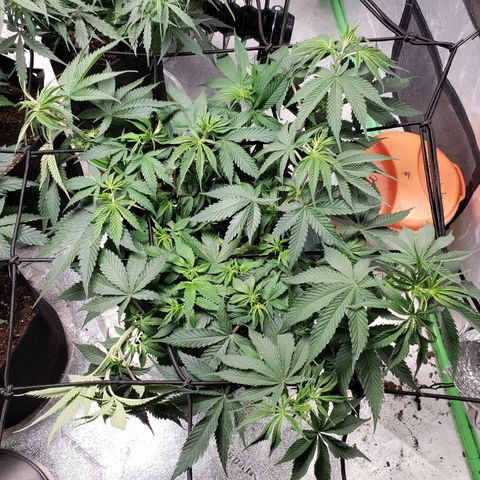 Amnesia Lemon Kush growlog timeline photo