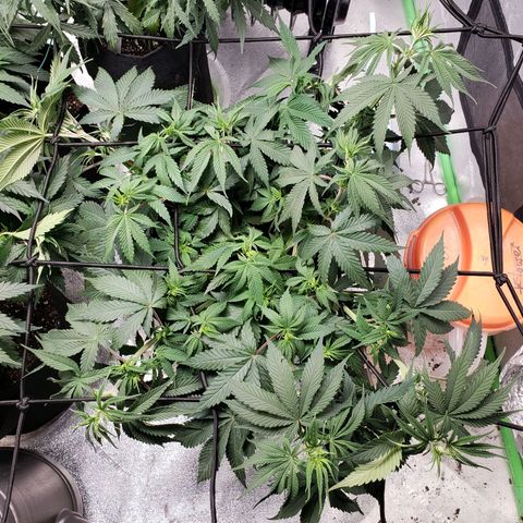 Amnesia Lemon Kush growlog timeline photo