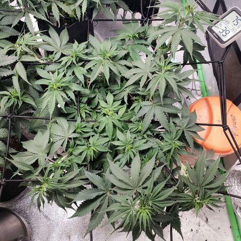 Amnesia Lemon Kush growlog timeline photo
