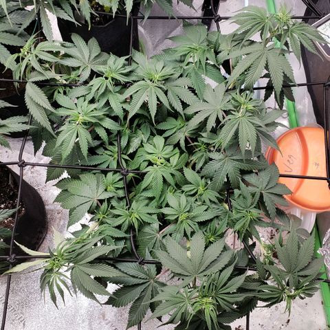 Amnesia Lemon Kush growlog timeline photo