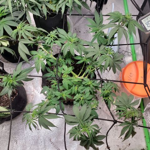 Amnesia Lemon Kush growlog photo: Defoliation