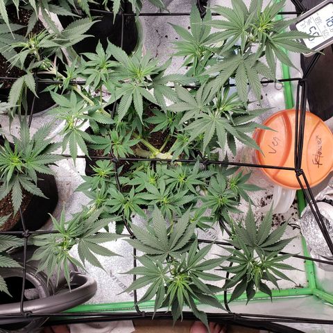 Amnesia Lemon Kush growlog timeline photo