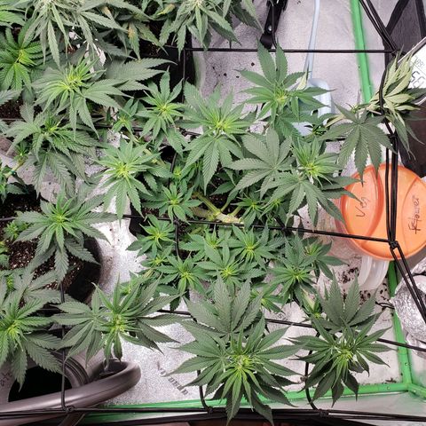 Amnesia Lemon Kush growlog timeline photo