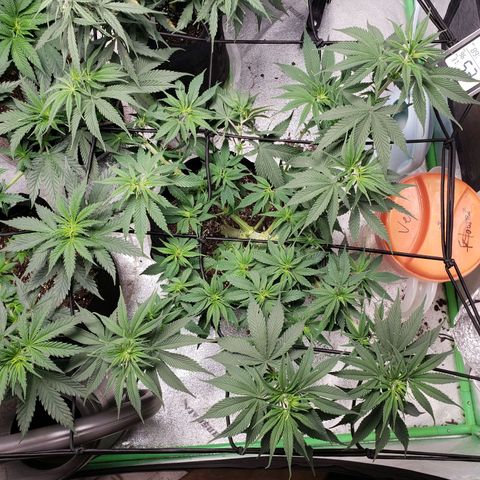 Amnesia Lemon Kush growlog timeline photo