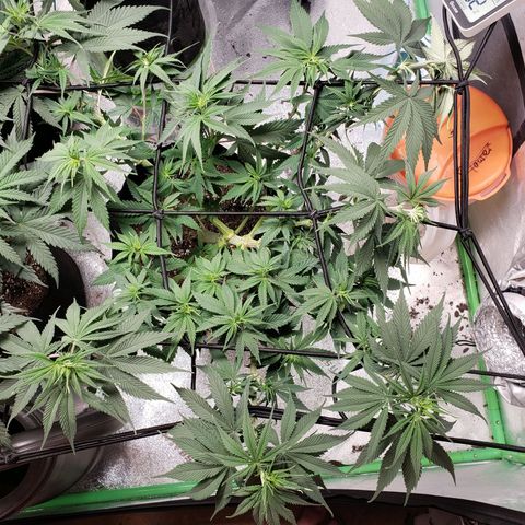 Amnesia Lemon Kush growlog timeline photo