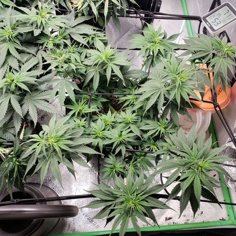 Amnesia Lemon Kush growlog timeline photo