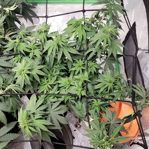Amnesia Lemon Kush growlog timeline photo