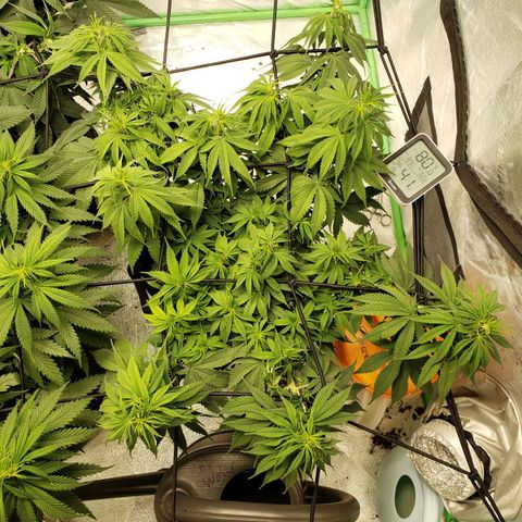 Amnesia Lemon Kush growlog timeline photo
