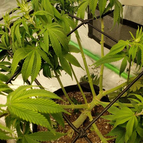 Amnesia Lemon Kush growlog timeline photo