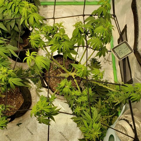 Amnesia Lemon Kush growlog timeline photo