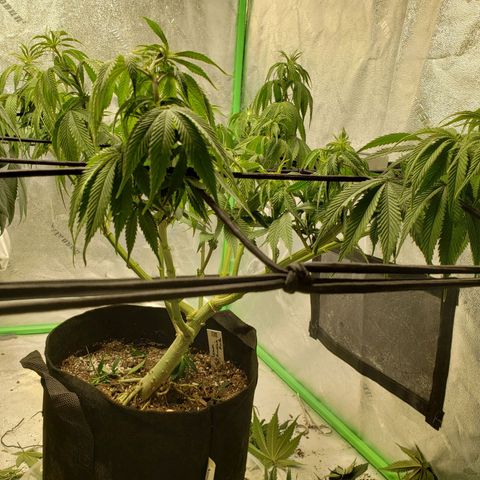 Amnesia Lemon Kush growlog timeline photo