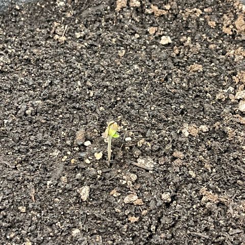 Bruce Banner Auto growlog photo: Stretched a little still has its shell i think i didnt plant deep enough other one looks great 
67%rh 74.8 degrees at pot