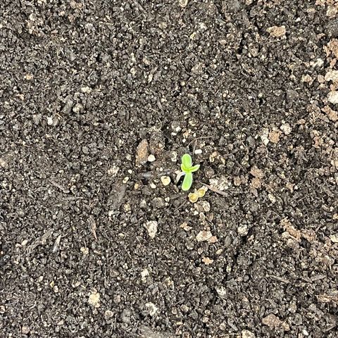 Bruce Banner Auto growlog photo: Seed was just sitting on top basically just helped lift it off n it fell off 
