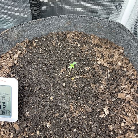 Bruce Banner Auto growlog photo: 68%rh 75degrees 1140 am