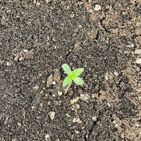Bruce Banner Auto growlog photo: Gave 5-6 squirts moisten the soil 
66%rh 75 degrees 