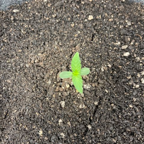 Bruce Banner Auto growlog timeline photo