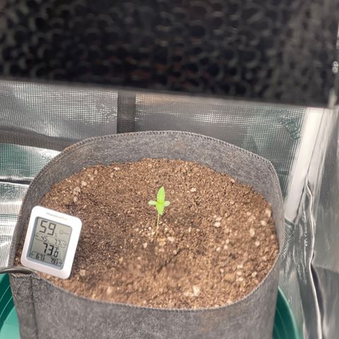 Bruce Banner Auto growlog timeline photo