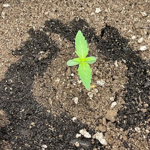 Bruce Banner Auto growlog timeline photo