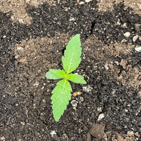 Bruce Banner Auto growlog timeline photo