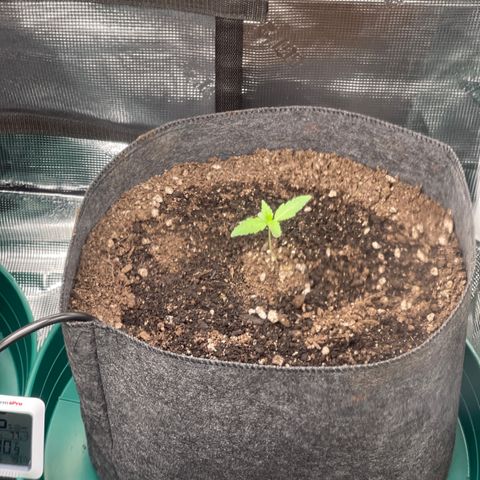 Bruce Banner Auto growlog timeline photo