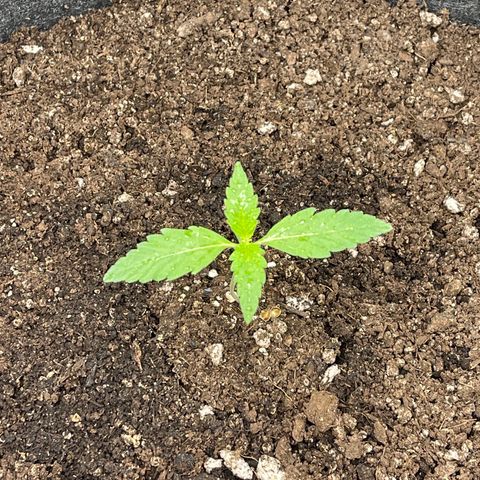 Bruce Banner Auto growlog timeline photo