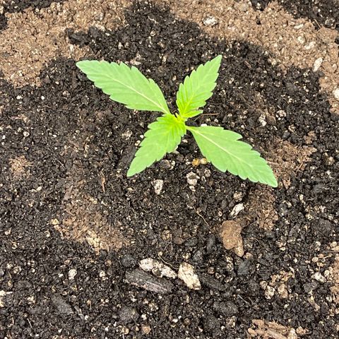Bruce Banner Auto growlog timeline photo