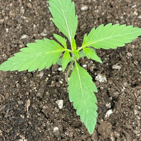 Bruce Banner Auto growlog timeline photo