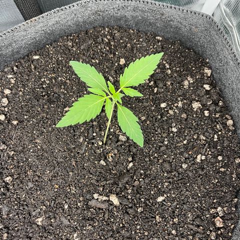 Bruce Banner Auto growlog timeline photo