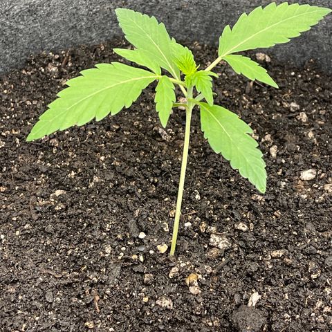 Bruce Banner Auto growlog timeline photo