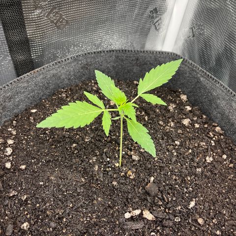 Bruce Banner Auto growlog timeline photo