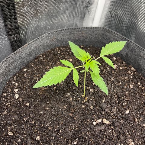Bruce Banner Auto growlog timeline photo