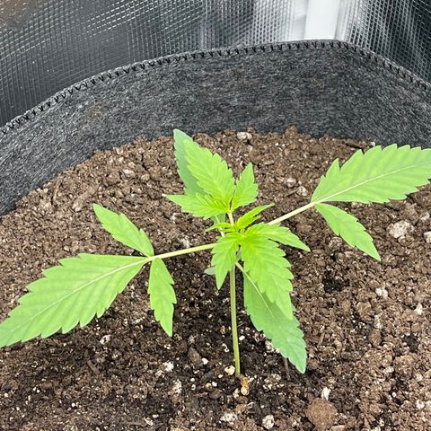 Bruce Banner Auto growlog timeline photo