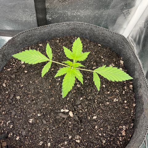 Bruce Banner Auto growlog timeline photo