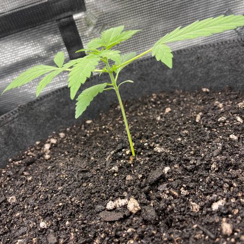 Bruce Banner Auto growlog timeline photo