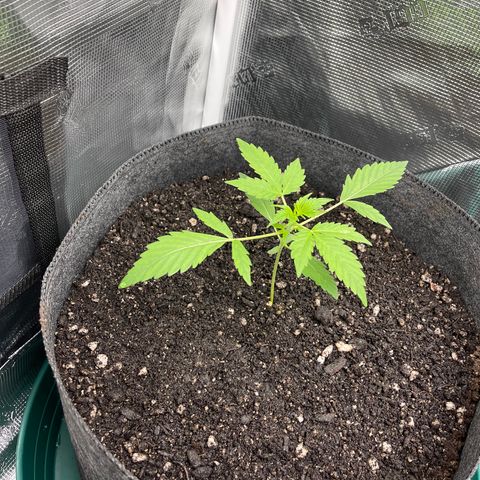 Bruce Banner Auto growlog timeline photo