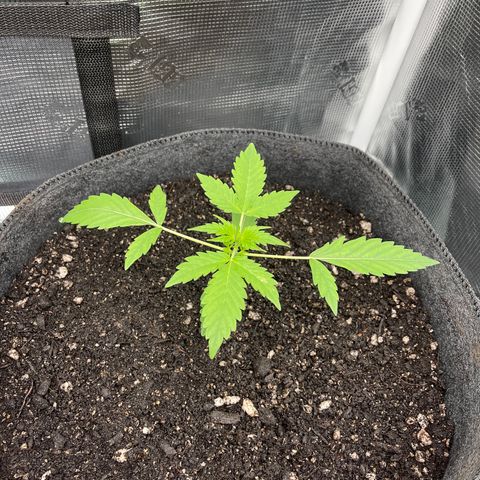 Bruce Banner Auto growlog timeline photo