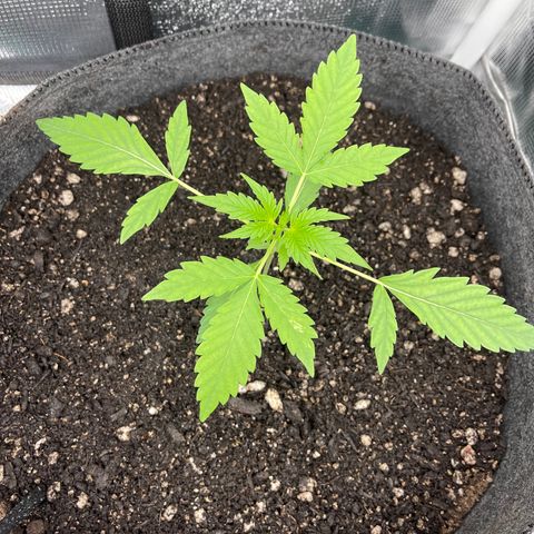 Bruce Banner Auto growlog timeline photo