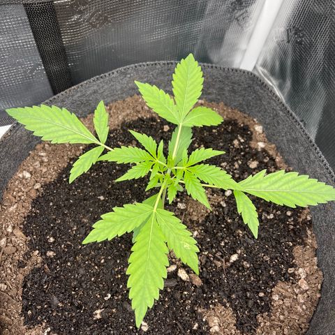 Bruce Banner Auto growlog timeline photo