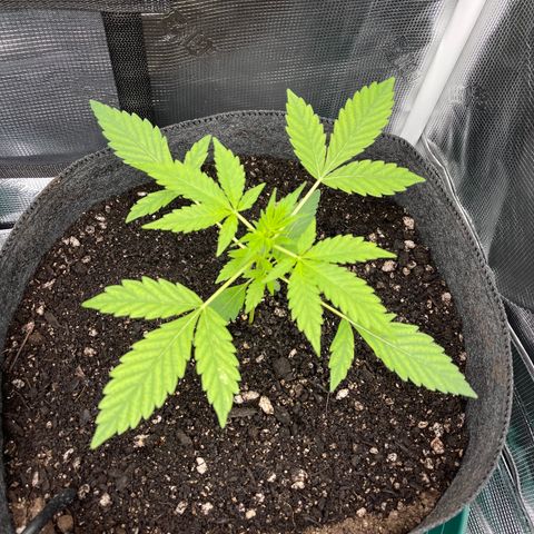 Bruce Banner Auto growlog timeline photo