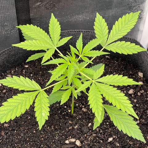Bruce Banner Auto growlog timeline photo