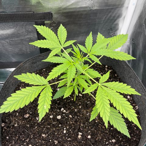 Bruce Banner Auto growlog timeline photo