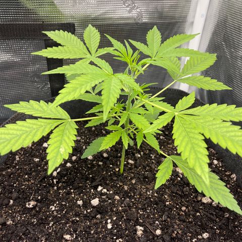 Bruce Banner Auto growlog timeline photo
