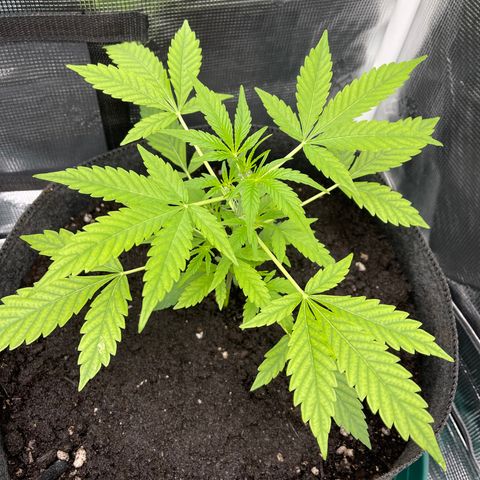 Bruce Banner Auto growlog timeline photo