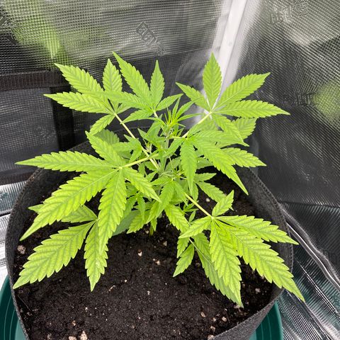 Bruce Banner Auto growlog timeline photo