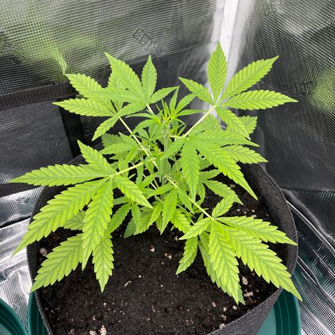 Bruce Banner Auto growlog timeline photo